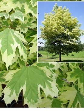 Acer platanoides 