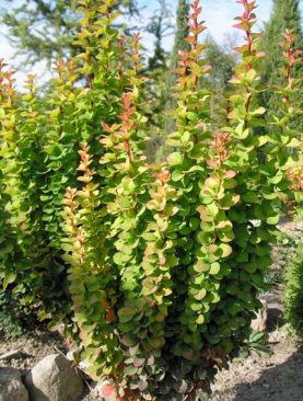 Berberis th. 'Erecta'