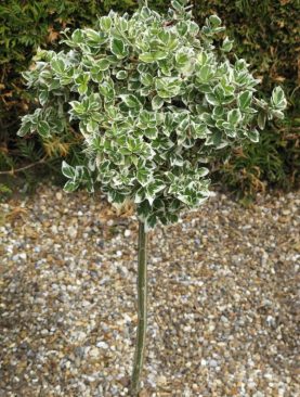 Euonymus fortunei 'Emerald Gaiety'