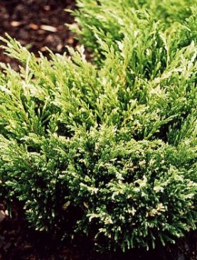 Juniperus horizontalis 