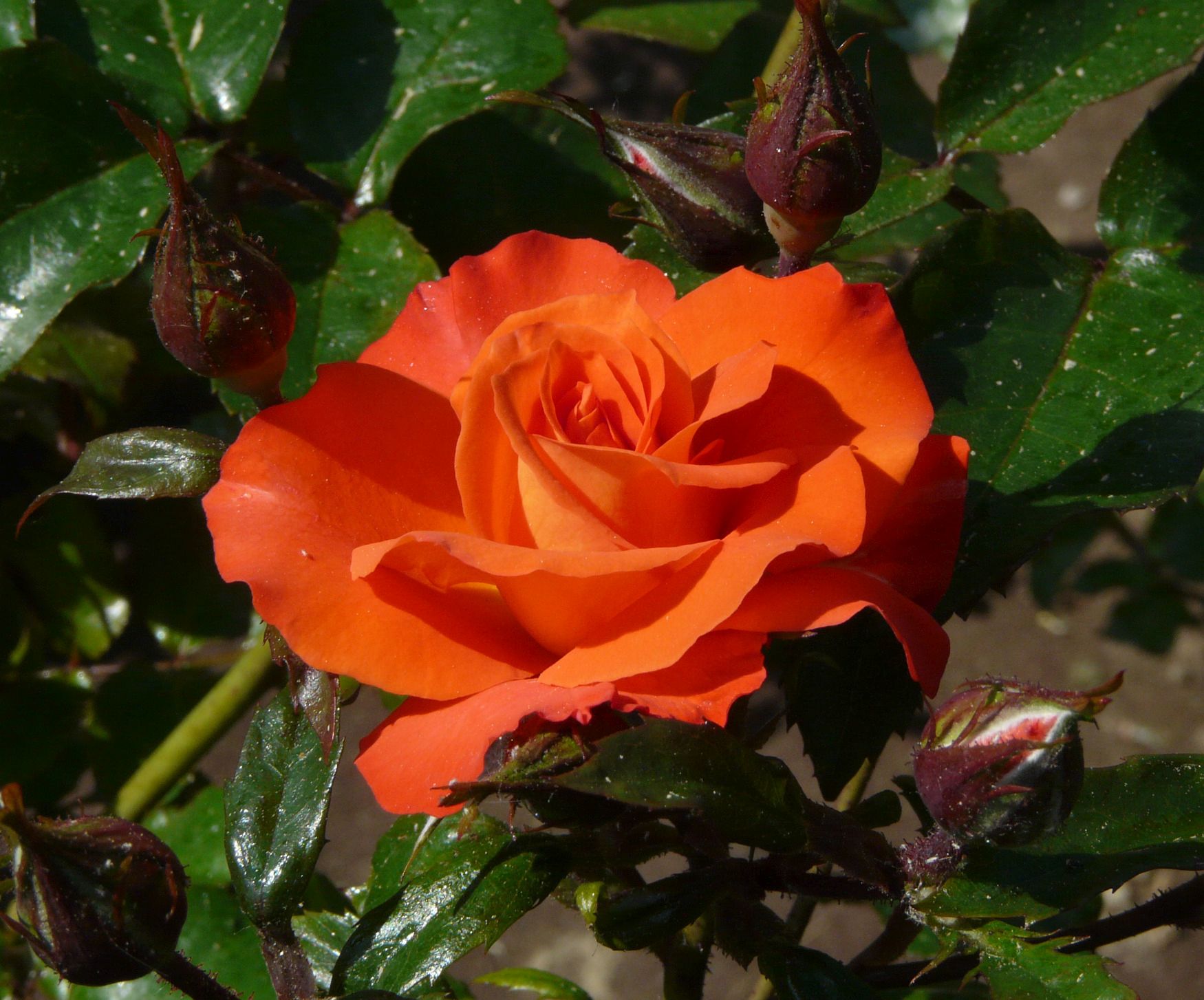 Роза флорибунда оранжевая