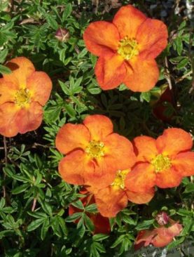 Potentilla fruticosa 'Tangerine'