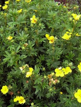 Potentilla fruticosa 'Kobold'