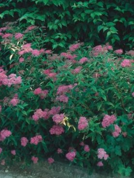 Spirea japonica'Dart's Red'