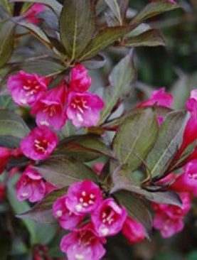 Weigela florida 'Nana Purpurea'