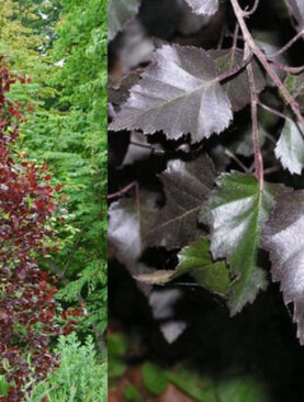 Betula pendula 'Purpurea'