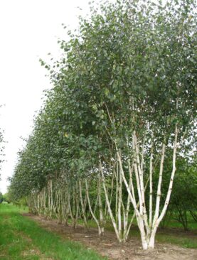 Betula utilis (beržas himalajinis) 