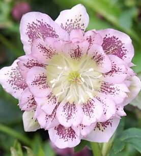 Eleboras (Helleborus) Double Ellen Pink Spotted