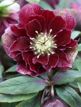 Eleboras (Helleborus) 