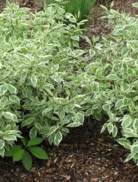 Sedula baltoji (Cornus alba) 