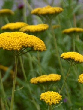 Vingiorykštinė kraujažolė (Achillea filipendulina) „Parker‘s Variety“