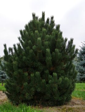 Pušis kablelinė (Pinus mugo var. uncinata)