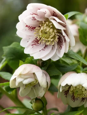 Eleboras (Helleborus) Double Ellen Pink Spotted