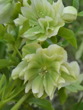Eleboras (Helleborus) Double Ellen Green