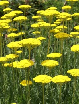 Vingiorykštinė kraujažolė (Achillea filipendulina) „Parker‘s Variety“